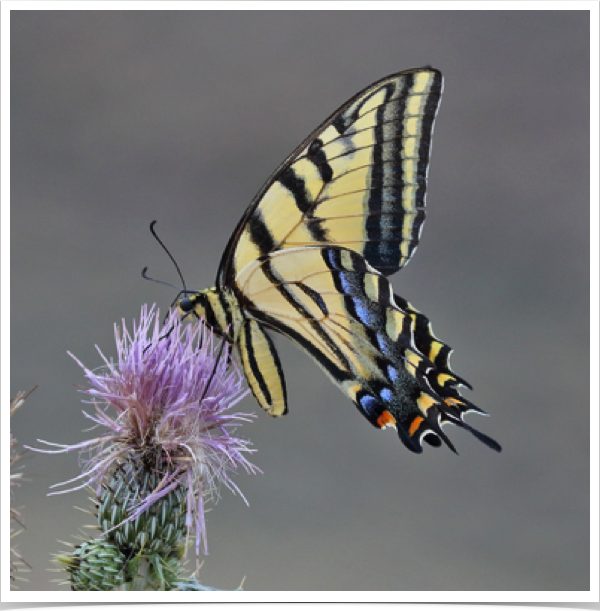 Two-tailed Swallowtail